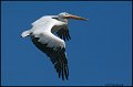 _0SB4901 american white pelican